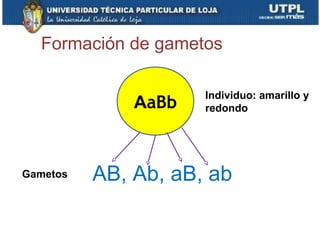 Formación de gametos
AaBb
AB, Ab, aB, ab
Individuo: amarillo y
redondo
Gametos
 