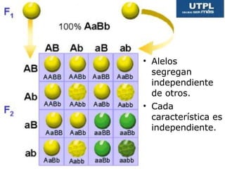 • Alelos
segregan
independiente
de otros.
• Cada
característica es
independiente.
 