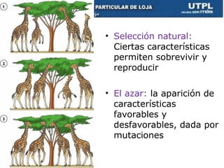• Selección natural:
Ciertas características
permiten sobrevivir y
reproducir
• El azar: la aparición de
características
favorables y
desfavorables, dada por
mutaciones
67
 