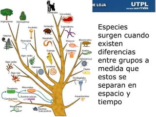 Especies
surgen cuando
existen
diferencias
entre grupos a
medida que
estos se
separan en
espacio y
tiempo
68
 