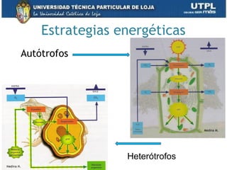 Estrategias energéticas
Autótrofos
Heterótrofos
Medina M.
 