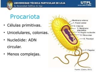 Procariota
• Células primitivas.
• Unicelulares, colonias.
• Nucleóide: ADN
circular.
• Menos complejas.
Fuente: (Castro, 2011)
 