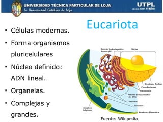 Eucariota• Células modernas.
• Forma organismos
pluricelulares
• Núcleo definido:
ADN lineal.
• Organelas.
• Complejas y
g...