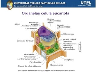 15
Organelas célula eucariota
http://permian.wordpress.com/2007/03/12/nociones-basicas-de-citologia-la-celula-eucariota/
 