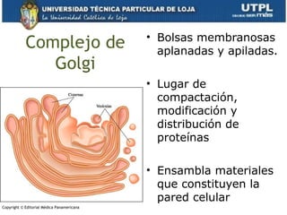 Complejo de
Golgi
• Bolsas membranosas
aplanadas y apiladas.
• Lugar de
compactación,
modificación y
distribución de
prote...
