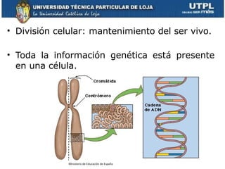 • División celular: mantenimiento del ser vivo.
• Toda la información genética está presente
en una célula.
Ministerio de ...