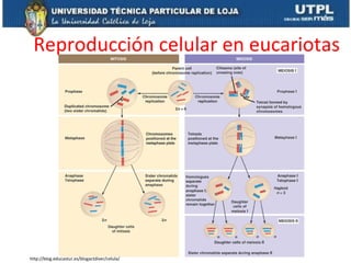 Reproducción celular en eucariotas
http://blog.educastur.es/blogactdiver/celula/
 