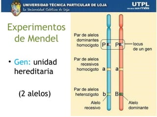 Experimentos
de Mendel
• Gen: unidad
hereditaria
(2 alelos)
 