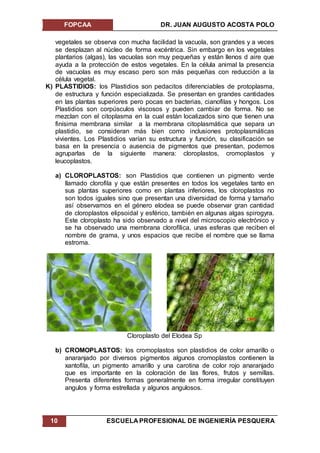 FOPCAA DR. JUAN AUGUSTO ACOSTA POLO
10 ESCUELA PROFESIONAL DE INGENIERÍA PESQUERA
vegetales se observa con mucha facilidad la vacuola, son grandes y a veces
se desplazan al núcleo de forma excéntrica. Sin embargo en los vegetales
plantarios (algas), las vacuolas son muy pequeñas y están llenos d aire que
ayuda a la protección de estos vegetales. En la célula animal la presencia
de vacuolas es muy escaso pero son más pequeñas con reducción a la
célula vegetal.
K) PLASTIDIOS: los Plastidios son pedacitos diferenciables de protoplasma,
de estructura y función especializada. Se presentan en grandes cantidades
en las plantas superiores pero pocas en bacterias, cianofilas y hongos. Los
Plastidios son corpúsculos viscosos y pueden cambiar de forma. No se
mezclan con el citoplasma en la cual están localizados sino que tienen una
finísima membrana similar a la membrana citoplasmática que separa un
plastidio, se consideran más bien como inclusiones protoplasmáticas
vivientes. Los Plastidios varían su estructura y función, su clasificación se
basa en la presencia o ausencia de pigmentos que presentan, podemos
agruparlas de la siguiente manera: cloroplastos, cromoplastos y
leucoplastos.
a) CLOROPLASTOS: son Plastidios que contienen un pigmento verde
llamado clorofila y que están presentes en todos los vegetales tanto en
sus plantas superiores como en plantas inferiores, los cloroplastos no
son todos iguales sino que presentan una diversidad de forma y tamaño
así observamos en el género elodea se puede observar gran cantidad
de cloroplastos elipsoidal y esférico, también en algunas algas spirogyra.
Este cloroplasto ha sido observado a nivel del microscopio electrónico y
se ha observado una membrana clorofílica, unas esferas que reciben el
nombre de grama, y unos espacios que recibe el nombre que se llama
estroma.
Cloroplasto del Elodea Sp
b) CROMOPLASTOS: los cromoplastos son plastidios de color amarillo o
anaranjado por diversos pigmentos algunos cromoplastos contienen la
xantofila, un pigmento amarillo y una carotina de color rojo anaranjado
que es importante en la coloración de las flores, frutos y semillas.
Presenta diferentes formas generalmente en forma irregular constituyen
angulos y forma estrellada y algunos angulosos.
 