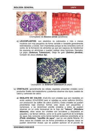 BIOLOGÍA GENERAL UNFV
EDICIONES ROCOCÓ 11
Cromoplasto de Daucus carota (zanahoria)
c) LEUCOPLASTOS: son plastidios no coloreados o más o menos
incoloros son muy pequeños de forma variable e inestable generalmente
redondeados u ovoide. Son importantes porque se les considera como el
centro de la formación de alimentos ya que son capaces de transformar
los azucares en almidones o pueden realizar otras funciones. Ejemplos:
La papa (Solanum Tuberosum), Oreja de gato (Zebrina pendula),
Corazón de Jesús (Coleus Sp).
Leucoplasto de Solanum tuberosum (la papa)
L) CRISTALES: generalmente las células vegetales presentan cristales como
productos finales del metabolismo y podemos observar dos tipos: oxalato de
calcio y carbonato de calcio.
a) OXALATO DE CALCIO: (CaC2O4) son cristales que son insolubles en
acido acético (CH3COOH) pero si solubles en acido sulfúrico (H2SO4),
con producción de sulfato de calcio (CaSO4). Estos cristales se pueden
presentarse bajo diversos formas unas veces son pequeñitos y
numerosos, y se denominan arenilla cristalina y estos se pueden
observar en un corte transversal de la hoja del “tabaco” (Nicotiana
tabacum), otras veces los cristales son aciculares y dispuestos en
paquetes y se llaman rafidios, como en la parte superficial de la lentejita
de agua más conocida como lemna también podemos encontrarla en la
(Pistia stratiotes) “repollito de agua”, que es una planta flotante. En
otros casos los cristales son de forma prismática en algunos casos se
pueden denominar drusas que se pueden apreciar en el peciolo de
 