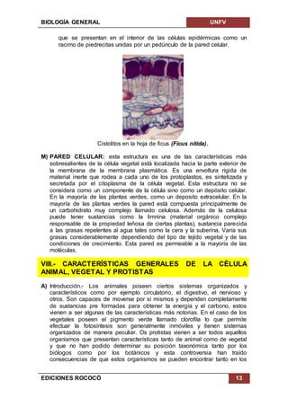 BIOLOGÍA GENERAL UNFV
EDICIONES ROCOCÓ 13
que se presentan en el interior de las células epidérmicas como un
racimo de piedrecitas unidas por un pedúnculo de la pared celular.
Cistolitos en la hoja de ficus (Ficus nitida).
M) PARED CELULAR: esta estructura es una de las características más
sobresalientes de la célula vegetal está localizada hacia la parte exterior de
la membrana de la membrana plasmática. Es una envoltura rígida de
material inerte que rodea a cada uno de los protoplastos, es sintetizada y
secretada por el citoplasma de la célula vegetal. Esta estructura no se
considera como un componente de la célula sino como un depósito celular.
En la mayoría de las plantas verdes, como un deposito extracelular. En la
mayoría de las plantas verdes la pared está compuesta principalmente de
un carbohidrato muy complejo llamado celulosa. Además de la celulosa
puede tener sustancias como la limnina (material orgánico complejo
responsable de la propiedad leñosa de ciertas plantas), sustancia parecida
a las grasas repelentes al agua tales como la cera y la suberina. Varía sus
grasas considerablemente dependiendo del tipo de tejido vegetal y de las
condiciones de crecimiento. Esta pared es permeable a la mayoría de las
moléculas.
VIII.- CARACTERÍSTICAS GENERALES DE LA CÉLULA
ANIMAL, VEGETAL Y PROTISTAS
A) Introducción.- Los animales poseen ciertos sistemas organizados y
característicos como por ejemplo circulatorio, el digestivo, el nervioso y
otros. Son capaces de moverse por sí mismos y dependen completamente
de sustancias pre formadas para obtener la energía y el carbono, estos
vienen a ser algunas de las características más notorias. En el caso de los
vegetales poseen el pigmento verde llamado clorofila lo que permite
efectuar la fotosíntesis son generalmente inmóviles y tienen sistemas
organizados de manera peculiar. Os protistas vienen a ser todos aquellos
organismos que presentan características tanto de animal como de vegetal
y que no han podido determinar su posición taxonómica tanto por los
biólogos como por los botánicos y esta controversia han traído
consecuencias de que estos organismos se pueden encontrar tanto en los
 