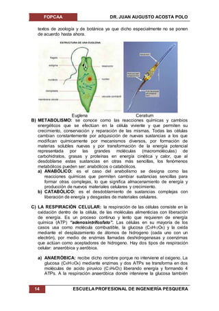 FOPCAA DR. JUAN AUGUSTO ACOSTA POLO
14 ESCUELA PROFESIONAL DE INGENIERÍA PESQUERA
textos de zoología y de botánica ya que dicho especialmente no se ponen
de acuerdo hasta ahora.
Euglena Ceratium
B) METABOLISMO: se conoce como las reacciones químicas y cambios
energéticos que se efectúan en la célula viviente y que permiten su
crecimiento, conservación y reparación de las mismas. Todas las células
cambian constantemente por adquisición de nuevas sustancias a los que
modifican químicamente por mecanismos diversos, por formación de
materias solubles nuevas y por transformación de la energía potencial
representada por las grandes moléculas (macromoléculas) de
carbohidratos, grasas y proteínas en energía cinética y calor, que al
desdoblarse estas sustancias en otras más sencillas, los fenómenos
metabólicos pueden ser: anabólicos o catabólicos.
a) ANABÓLICO: es el caso del anabolismo se designa como las
reacciones químicas que permiten cambiar sustancias sencillas para
formar otras complejas, lo que significa almacenamiento de energía y
producción de nuevos materiales celulares y crecimiento.
b) CATABÓLICO: es el desdoblamiento de sustancias complejas con
liberación de energía y desgastes de materiales celulares.
C) LA RESPIRACIÓN CELULAR: la respiración de las células consiste en la
oxidación dentro de la célula, de las moléculas alimenticias con liberación
de energía. Es un proceso continuo y lento que requieren de energía
química (ATP) “adenosintrifosfato”. Las células en su mayoría de los
casos usa como molécula combustible, la glucosa (C6H12O6) y la oxida
mediante el desplazamiento de átomos de hidrogeno (cada uno con un
electrón), por medio de enzimas llamadas deshidrogenasas y coenzimas
que actúan como aceptadores de hidrogeno. Hay dos tipos de respiración
celular: anaeróbica y aeróbica.
a) ANAERÓBICA: recibe dicho nombre porque no interviene el oxigeno. La
glucosa (C6H12O6) mediante enzimas y dos ATPs se transforma en dos
moléculas de acido piruvico (C3H4O3) liberando energía y formando 4
ATPs. A la respiración anaeróbica donde interviene la glucosa también
 
