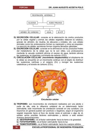 FOPCAA DR. JUAN AUGUSTO ACOSTA POLO
16 ESCUELA PROFESIONAL DE INGENIERÍA PESQUERA
D) SECRECIÓN CELULAR: consiste en la elaboración de ciertos productos
por la célula vegetal y animal, las células vegetales elaboran la celulosa,
granulo de almidón, de insulina, de alecuona y cristales, etc. Las células
animales como los protoozoarios forman su caparazón y otros se enquistan.
La reacción de células secretoras forman órganos llamados glándulas.
E) EXCRECIÓN CELULAR: consiste en la eliminación de los productos finales
del metabolismo de la célula que no le son útiles. Los protoozoarios
mediante la vacuola contráctil elimina el exceso de agua, también elimina
las sustancias no digeridas y el bióxido de carbono (CO2).
F) CIRCULACIÓN CELULAR: (movimiento citoplasmático) el citoplasma de
la célula se encuentra en un movimiento continuo con el objeto de distribuir
las sustancias nutritivas y el oxigeno (O2) y recoger las sustancias
catabólicas y el bióxido de carbono (CO2).
Circulación celular
G) TROPISMO: son movimientos de orientación realizados por una planta o
parte de ella, ante la influencia unilateral de un determinado factor
estimulante, este movimiento de orientación consiste en una curvatura. Los
tropismos en general pueden ser positivos o negativos, según el organismo
vegetal responde hacia el foco de donde viene el estimulo o algo de él,
existen varios posibles factores estimulantes y debido a este existen
diversos denominaciones:
a) GEOTROPISMO.- es el factor estimulante hacia la tierra o la gravedad.
b) FOTOTROPISMO.- es el factor estimulante hacia la luz.
c) TIGMOTROPISMO.- es el factor estimulante hacia los cuerpos sólidos.
RESPIRACIÓN AERÓBICA
GLUCOSA ACIDO PIRUVICO
BIÓXIDO DE CARBONO 38 ATPAGUA
 