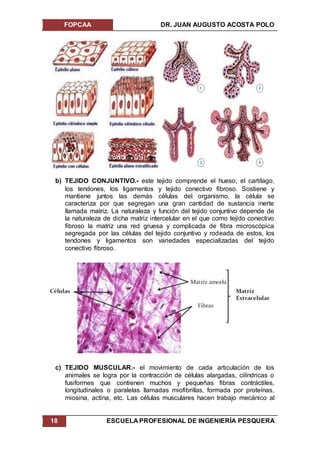 FOPCAA DR. JUAN AUGUSTO ACOSTA POLO
18 ESCUELA PROFESIONAL DE INGENIERÍA PESQUERA
b) TEJIDO CONJUNTIVO.- este tejido comprende el hueso, el cartílago,
los tendones, los ligamentos y tejido conectivo fibroso. Sostiene y
mantiene juntos las demás células del organismo, la célula se
caracteriza por que segregan una gran cantidad de sustancia inerte
llamada matriz. La naturaleza y función del tejido conjuntivo depende de
la naturaleza de dicha matriz intercelular en el que como tejido conectivo
fibroso la matriz una red gruesa y complicada de fibra microscópica
segregada por las células del tejido conjuntivo y rodeada de estos, los
tendones y ligamentos son variedades especializadas del tejido
conectivo fibroso.
c) TEJIDO MUSCULAR.- el movimiento de cada articulación de los
animales se logra por la contracción de células alargadas, cilíndricas o
fusiformes que contienen muchos y pequeñas fibras contráctiles,
longitudinales o paralelas llamadas miofibrillas, formada por proteínas,
miosina, actina, etc. Las células musculares hacen trabajo mecánico al
 