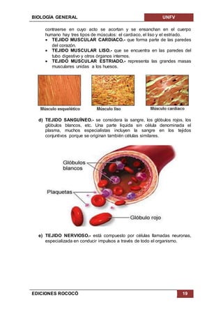 BIOLOGÍA GENERAL UNFV
EDICIONES ROCOCÓ 19
contraerse en cuyo acto se acortan y se ensanchan en el cuerpo
humano hay tres tipos de músculos: el cardiaco, el liso y el estriado.
 TEJIDO MUSCULAR CARDIACO.- que forma parte de las paredes
del corazón.
 TEJIDO MUSCULAR LISO.- que se encuentra en las paredes del
tubo digestivo y otros órganos internos.
 TEJIDO MUSCULAR ESTRIADO.- representa las grandes masas
musculares unidas a los huesos.
d) TEJIDO SANGUÍNEO.- se considera la sangre, los glóbulos rojos, los
glóbulos blancos, etc. Una parte liquida sin célula denominada el
plasma, muchos especialistas incluyen la sangre en los tejidos
conjuntivos porque se originan también células similares.
e) TEJIDO NERVIOSO.- está compuesto por células llamadas neuronas,
especializada en conducir impulsos a través de todo el organismo.
 