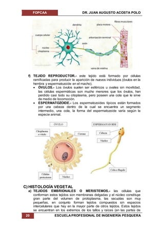 FOPCAA DR. JUAN AUGUSTO ACOSTA POLO
20 ESCUELA PROFESIONAL DE INGENIERÍA PESQUERA
f) TEJIDO REPRODUCTOR.- este tejido está formado por células
ramificadas para producir la aparición de nuevos individuos (óvulos en la
hembra y espermatozoide en el macho).
 ÓVULOS.- Los óvulos suelen ser esféricos u ovales sin movilidad,
las células espermáticas son mucho menores que los óvulos, han
perdido casi todo su citoplasma, pero poseen una cola que le sirve
de medio de locomoción.
 ESPERMATOZOIDE.- Los espermatozoides típicos están formados
por una cabeza dentro de la cual se encuentra un segmento
intermedio, una cola, la forma del espermatozoide varía según la
especie animal.
C) HISTOLOGÍA VEGETAL
a) TEJIDOS EMBRIONALES O MERISTEMOS.- las células que
conforman estos tejidos son membranas delgadas y el núcleo constituye
gran parte del volumen de protoplasma, las vacuolas son muy
pequeñas, en conjunto forman tejidos compuestos sin espacios
intercelulares que hay en la mayor parte de otros tejidos. Estos tejidos
se encuentran en los extremos de los tallos y raíces (en las partes de
 