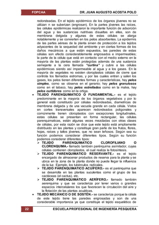 FOPCAA DR. JUAN AUGUSTO ACOSTA POLO
22 ESCUELA PROFESIONAL DE INGENIERÍA PESQUERA
redondeadas. En el tejido epidérmico de los órganos jóvenes no se
utilizan n se suberizan (engrosan). En la partes jóvenes las raíces,
las células epidérmicas realizaron la importante función de adsorción
del agua y las sustancias nutritivas disueltas en ellas, son de
membrana delgada y algunas de estas células se alarga
notablemente y se convierten en los pelos absorbentes. La epidermis
de las partes aéreas de la planta sirven de protección a los tejidos
adyacentes de la sequedad del ambiente y en ciertas formas de los
daños mecánicos a que están expuestos, las paredes de estas
células son efecto considerablemente engrosados e impermeables;
la parte de la célula que está en contacto con el medio externo en la
mayoría de las plantas están protegidas además de una sustancia
semejante a la cera llamada “curtina” y cubre a las células
epidérmicas siendo así impermeable al agua y a los gases. En la
mayoría de vegetales no existen cloroplastos células de cierre que
controla los llamados estromas, y por las cuales entran y salen los
gases, los pelos tienen diferentes formas y características, hay pelos
simples, como se observa en el geranio; hay pelos granulosos
como en el tabaco, hay pelos estrellados como en la malva, hay
pelos curtidores como en la ortiga.
 TEJIDO PARENQUIMATICO O FUNDAMENTAL.- es el tejido
predominante en la mayoría de los órganos vegetativos y por lo
general está constituido por células redondeadas, diametricas de
membrana delgada y de una vacuola grande en cada célula. Vistos
en cortes transversales aparecen redondeados poligonales y
comúnmente tienen cloroplastos con excepciones longitudinales,
estas células se presentan en forma rectangular, las células
parenquimaticas, están algunas veces mezcladas con otras clases
de células, por esta razón se dice que este tejido está ampliamente
distribuido en las plantas y constituye gran parte de los frutos, flores,
hojas, raíces y tallos jóvenes, que no sean leñosos. Según sea su
función podemos considerar diferentes tipos. Según su función
podemos considerar diferentes tipos:
 TEJIDO PARENQUIMATICO CLOROFILIANO O
CLORENQUIMA.- llamado también parénquima asimilador, cuyas
células contienen cloroplastos, el cual realiza la fotosíntesis.
 TEJIDO PARENQUIMATICO RESERVANTE.- es el tejido
encargado de almacenar productos de reserva para la planta y se
ubica en la zona de la planta donde no puede llegar la influencia
de la luz. Ejemplo, los tubérculos radicales.
 TEJIDO PARENQUIMATICO ACUÍFERO.- es el parénquima que
se desarrolla en las plantas suculentas como el grupo de las
cactáceas (el cactus), etc.
 TEJIDO PARENQUIMATICO AERÍFERO.- llamado también
aerenquima y que se caracteriza por tener varios o grandes
espacios intercelulares los que favorecen la circulación del aire y
la flotación de las plantas acuáticas.
 TEJIDO MECÁNICO O DE SOSTÉN.- se caracteriza porque la célula
de este tejido tiene las paredes engrosadas y son de una
considerable importancia ya que constituye el tejido esquelético de
 