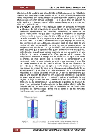 FOPCAA DR. JUAN AUGUSTO ACOSTA POLO
24 ESCUELA PROFESIONAL DE INGENIERÍA PESQUERA
el estudio de la célula ya que el contenido protoplasmático es de naturaleza
coloidal. Las soluciones tiene características de las células vivas contienen
iones y moléculas. Los iones pueden ser definidos como átomos o grupo de
átomos que contienen cargas eléctricas (+) o (-). Los iones en solución no
están sujetos o juntos pero son movibles independientemente y pueden ser
atraídos por otros iones.
a) DIFUSIÓN.- los átomos y las moléculas están en constante movimiento
y el grado de este movimiento es dependiente de la temperatura. Una
inmediata consecuencia del constante movimiento de moléculas en
gases y soluciones es que estas soluciones o moléculas se esparcen
uniformemente a cualquier espacio disponible. La difusión es el mar neto
de esta sustancia de una región a otra, existen varios tipos de difusión
en soluciones. La solución está determinada por el grupo de variación,
por ejemplo en el que podemos decir que el paso de agua pasa de una
región de alta concentración a otra de menor concentración. La
temperatura es otro factor que rige la difusión, así podemos observar en
este esquema que el agua caliente puede difundirse sobre el agua fría,
esto debido a que el agua caliente responde ya que se convierte en una
solución de menor concentración. Esto porque el incremento de
temperatura. Aumenta la energía de las moléculas del agua y en efecto
la energía es más grande que el efecto de la concentración y el
movimiento neto de agua caliente de mayor concentración al agua fría
de menor concentración. La presión es otro factor que determina la
dirección de la difusión que se aplica a cierta presión de la membrana
que separa las masas de agua pura, el agua pasa de la parte donde se
le aplica presión y tal difusión se debe al aumento de la energía de las
moléculas. Se aplica suficiente presión en un lado de la membrana que
separa una solución de azúcar de otra agua pura el efecto de la presión
es mayor que el efecto de la concentración y el agua se difunde de una
región de baja a otra de alta concentración es decir en contra del
gradiente de la concentración. En conclusión el proceso de difusión de
agua y de sustancias disueltas dentro de las células y luego entre las
mismas células es complicada por la presencia de las membranas
diferentes de permeabilidad dentro de la célula o de las llamadas
membranas semipermeables.
 