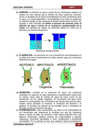 BIOLOGÍA GENERAL UNFV
EDICIONES ROCOCÓ 25
b) OSMOSIS.- la difusión de agua a través de las membranas celulares se
realiza con más rapidez que la difusión de otras sustancias comunes.
Como un resultado de la mayor permeabilidad de estas membranas para
el agua y su impermeabilidad o permeabilidad muy lenta de sustancias
en solución resulta un tipo especial de difusión denominada osmosis. De
acuerdo a este concepto se define el proceso de osmosis como la
difusión de agua a través de la membrana semipermeable de la
célula. Por ejemplo las células de diferentes tejidos se nutren por el
fenómeno de osmosis (turgencia).
Membrana semipermeable
c) PLASMÓLISIS.- se denomina así a la concentración del protoplasma en
la célula viva como consecuencia de haber perdido agua por exosmosis
(liberación de agua).
d) INHIBICIÓN.- consiste en la adsorción de agua con sustancias
coloidales es especial. El agua adsorbida es generalmente liquida pero
en ciertos casos está en estado de vapor tal como ocurre en las
membranas de las células vegetales. El movimiento del agua hacia
adentro es acompañada por la hinchazón del coloide que gana en peso.
Existen varios ejemplos al respecto: la hinchazón del almidón o la
gelatina, el aumento de volumen de las semillas secas e hinchazón de
los frutos secos en presencia del agua.
e) PERMEABILIDAD.- esta característica se refiere a las propiedades de
las membranas que determinan la facilidad con que las sustancias
pasan a través de ellas. De acuerdo a este criterio podemos decir que
algunas membranas celulares pueden ser impermeables a algunas
sustancias, libremente permeable a otras simplemente o lentamente
permeables. Por lo general se dice que cualquier injuria al protoplasma
 
