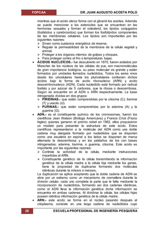 FOPCAA DR. JUAN AUGUSTO ACOSTA POLO
28 ESCUELA PROFESIONAL DE INGENIERÍA PESQUERA
mientras que el acido oleico forma con el glicerol los aceites. Además
se puede mencionar a los esteroides que se encuentran en las
hormonas sexuales y forman el colesterol, los lípidos conjugados
(fosfatidos y carebrosidos) que forman los fosfolípidos componentes
de las membranas celulares. Los lípidos son importantes por las
siguientes razones:
 Sirven como sustancia energética de reserva.
 Regular la permeabilidad de la membrana de la célula vegetal y
animal.
 Proteger a los órganos internos de golpes y choques.
 Para proteger contra el frio o temperaturas bajas.
 ÁCIDOS NUCLEÍCOS.- fue descubierto en 1870, fueron aislados por
Miescher de los núcleos de las células de pus, son macromoléculas
de gran importancia biológica, su peso molecular es grande y están
formados por unidades llamados nucleótidos. Todos los seres vivos
desde los unicelulares hasta los pluricelulares contienen dichos
ácidos bajo la forma de acido ribonucleico (ARN) y acido
desoxirribonucleico (ADN). Cada nucleótido está formado por radical
fosfato y por azúcar de 5 carbonos, que la ribosa o desoxirribosa.
Según se encuentre en al ADN o ARN respectivamente. La base
nitrogenada dividas en dos grupos:
 PIRIDINAS.- que están comprendidas por la citocina (C), tiamina
(T) y uracilo (U).
 PURINAS.- que están comprendidas por la adenina (A) y la
guanina (G).
 ADN.- es el constituyente químico de los cromosomas, fueron los
científicos Jean Watson (Biólogo Americano) y Francis Crick (Físico
Ingles) quienes ganaron el premio nobel en 1962, ellos propusieron
un modelo para presentar la estructura de este acido. Estos
científicos representaron a la molécula del ADN como una doble
cadena muy alargada formado por nucleótidos que se disponen
como una escalera en espiral a los lados se disponen de marca
alternada la desoxirribosa y en los peldaños de los con bases
nitrogenadas; adenina, tiamina, o guanina, citocina. Este acido es
importante por las siguientes razones:
 Controla la actividad de la célula, mediante instrucciones
impartidas al ARN.
 Constituyente genético de la célula transmitiendo la información
genética de la célula madre a la célula hija mediante los genes,
tiene la propiedad de duplicarse formando dos moléculas
idénticas durante la mitosis o meiosis.
La duplicación se aplica aceptando que la doble cadena de ADN se
abre por un extremo como un mecanismo de cremallera durante la
división celular, cada uno completa la parte que le falta mediante la
incorporación de nucleótidos, formando así dos cadenas idénticas,
como el ADN lleva la información genética dicha información se
encuentra en ambas cadenas. Al dividirse la célula, las células hijas
poseen idéntica información genética de la célula madre.
 ARN.- este acido se forma en el núcleo pasando después al
citoplasma, consiste en una larga cadena de nucleótidos cuyo
 