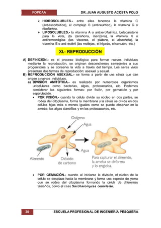 FOPCAA DR. JUAN AUGUSTO ACOSTA POLO
30 ESCUELA PROFESIONAL DE INGENIERÍA PESQUERA
 HIDROSOLUBLES.- entre ellas tenemos la vitamina C
(antiescorbútico), el complejo B (antineuritico), la vitamina G o
riboflavina.
 LIPOSOLUBLES.- la vitamina A o antixeroftalmica, betacaroteno
para la vista, (la zanahoria, manzana), la vitamina K o
antihemorrágica (las vísceras, el plátano, el alcachofa), la
vitamina E o anti estéril (las mollejas, el hígado, el corazón, etc.)
XI.- REPRODUCCIÓN
A) DEFINICIÓN.- es el proceso biológico para formar nuevos individuos
mediante la reproducción, se originan descendientes semejantes a sus
progenitores y se conserva la vida a través del tiempo. Los seres vivos
presentan dos formas de reproducción: asexual y sexual.
B) REPRODUCCIÓN ASEXUAL.- se forma a partir de una célula que dan
origen a nuevos individuos.
a) DIVISIÓN AMITÓTICA.- es realizado por numerosos organismos
unicelulares como bacterias, algas, protoozoarios, etc. Podemos
considerar las siguientes formas: por fisión, por gemación y por
esporulación.
 POR FISIÓN.- cuando la célula divide su núcleo en dos partes, se
rodea del citoplasma, forma la membrana y la célula se divide en dos
células hijas más o menos iguales como se puede observar en la
ameba, las algas cianofilas y en los protoozoarios, etc.
 POR GEMACIÓN.- cuando al iniciarse la división, el núcleo de la
célula se desplaza hacia la membrana y forma una especie de yema
que se rodea del citoplasma formando la célula de diferentes
tamaños, como el caso Saccharomyces cerevisiae.
 