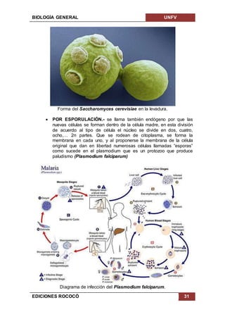 BIOLOGÍA GENERAL UNFV
EDICIONES ROCOCÓ 31
Forma del Saccharomyces cerevisiae en la levadura.
 POR ESPORULACIÓN.- se llama también endógeno por que las
nuevas células se forman dentro de la célula madre, en esta división
de acuerdo al tipo de célula el núcleo se divide en dos, cuatro,
ocho,… 2n partes. Que se rodean de citoplasma, se forma la
membrana en cada uno, y al proponerse la membrana de la célula
original que dan en libertad numerosas células llamadas “esporas”
como sucede en el plasmodium que es un protozoo que produce
paludismo (Plasmodium falciparum)
Diagrama de infección del Plasmodium falciparum.
 