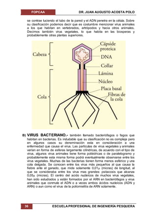 FOPCAA DR. JUAN AUGUSTO ACOSTA POLO
36 ESCUELA PROFESIONAL DE INGENIERÍA PESQUERA
se contrae luciendo el tubo de la pared y el ADN penetra en la célula. Sobre
su clasificación podemos decir que es costumbre mencionar virus animales
a los que habitan en vertebrados, artrópodos y hacia otros animales.
Decimos también virus vegetales, lo que habita en las biosperas y
probablemente otras plantas superiores.
B) VIRUS BACTERIANO.- también llamado bacteriófagos o fagos que
habitan en bacterias. Es indudable que su clasificación no es compleja pero
en algunos casos su denominación esta en consideración a una
enfermedad que causa el virus. Las partículas de virus vegetales y animales
varían en forma de esferas largamente cilíndricas, de acuerdo con el tipo de
virus, algunos virus animales tiene forma poliédricas o de paralelogramo y
probablemente esta misma forma podrá eventualmente observarse entre los
virus vegetales. Muchas de las bacterias tienen forma menos esférico y una
cola delgada. Se conocen entre los virus más pequeños al que causa la
fiebre ante el ganado, que mide solamente 0,01µ (micras) de longitud, al
que se consideraba entre los virus mas grandes: psitacosis que alcanza
0,05µ (micras). El centro del acido nucleícos de muchos virus vegetales,
han sido estudiados y están formados por el ARN en bacteriófagos y virus
animales que conmute el ADN o a veces ambos ácidos nucleícos (ADN y
ARN) o aun como el virus de la poliomielitis de ARN solamente.
 