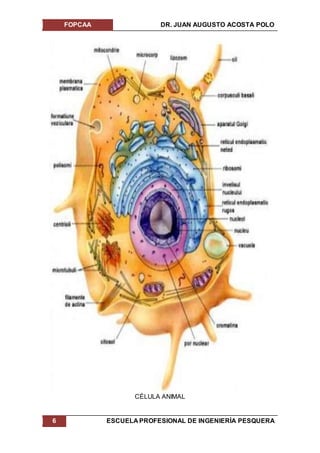 FOPCAA DR. JUAN AUGUSTO ACOSTA POLO
6 ESCUELA PROFESIONAL DE INGENIERÍA PESQUERA
CÉLULA ANIMAL
 