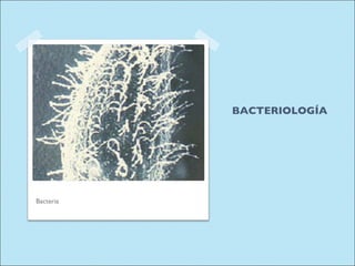 BACTERIOLOGÍA Bacteria