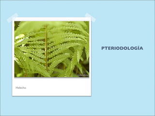 PTERIODOLOGÍA Helecho