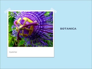 BOTANICA PLANTAS