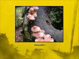 Hongos 