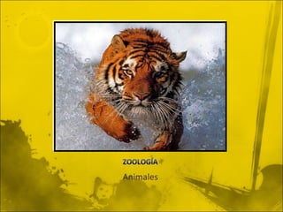 Animales 