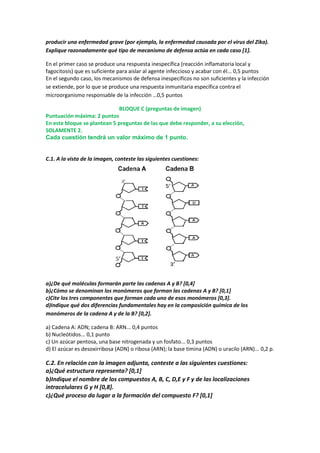 producir una enfermedad grave (por ejemplo, la enfermedad causada por el virus del Zika).
Explique razonadamente qué tipo de mecanismo de defensa actúa en cada caso [1].
En el primer caso se produce una respuesta inespecífica (reacción inflamatoria local y
fagocitosis) que es suficiente para aislar al agente infeccioso y acabar con él... 0,5 puntos
En el segundo caso, los mecanismos de defensa inespecíficos no son suficientes y la infección
se extiende, por lo que se produce una respuesta inmunitaria específica contra el
microorganismo responsable de la infección …0,5 puntos
BLOQUE C (preguntas de imagen)
Puntuación máxima: 2 puntos
En este bloque se plantean 5 preguntas de las que debe responder, a su elección,
SOLAMENTE 2.
Cada cuestión tendrá un valor máximo de 1 punto.
C.1. A la vista de la imagen, conteste las siguientes cuestiones:
a)¿De qué moléculas formarán parte las cadenas A y B? [0,4]
b)¿Cómo se denominan los monómeros que forman las cadenas A y B? [0,1]
c)Cite los tres componentes que forman cada uno de esos monómeros [0,3].
d)Indique qué dos diferencias fundamentales hay en la composición química de los
monómeros de la cadena A y de la B? [0,2].
a) Cadena A: ADN; cadena B: ARN... 0,4 puntos
b) Nucleótidos... 0,1 punto
c) Un azúcar pentosa, una base nitrogenada y un fosfato... 0,3 puntos
d) El azúcar es desoxirribosa (ADN) o ribosa (ARN); la base timina (ADN) o uracilo (ARN)... 0,2 p.
C.2. En relación con la imagen adjunta, conteste a las siguientes cuestiones:
a)¿Qué estructura representa? [0,1]
b)Indique el nombre de los compuestos A, B, C, D,E y F y de las localizaciones
intracelulares G y H [0,8].
c)¿Qué proceso da lugar a la formación del compuesto F? [0,1]
 