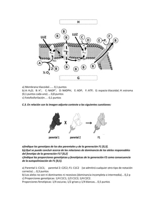 a) Membrana tilacoidal...... 0,1 puntos
b) A: H2O; B: H+
; C: NADP+
; D: NADPH; E: ADP; F: ATP; G: espacio tilacoidal; H: estroma
(0,1 puntos cada uno) ... 0,8 puntos
c) Fotofosforilación… 0,1 puntos
C.3. En relación con la imagen adjunta conteste a las siguientes cuestiones:
a)Indique los genotipos de los dos parentales y de la generación F1 [0,3].
b)¿Qué se puede concluir acerca de las relaciones de dominancia de los alelos responsables
del fenotipo de la generación F1? [0,2]
c)Indique las proporciones genotípicas y fenotípicas de la generación F2 como consecuencia
de la autopolinización de F1 [0,5].
a) Parental 1: C1C1; parental 2: C2C2; F1: C1C2 (se admitirá cualquier otro tipo de notación
correcta) ... 0,3 puntos
b) Los alelos no son ni dominantes ni recesivos (dominancia incompleta o intermedia)... 0,2 p
c) Proporciones genotípicas: 1/4 C1C1; 1/2 C1C2; 1/4 C2C2.
Proporciones fenotípicas: 1/4 oscuras; 1/2 grises y 1/4 blancas... 0,5 puntos
 