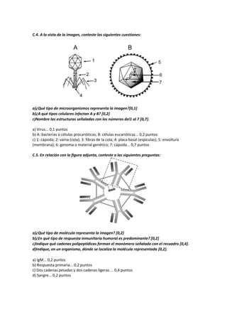 C.4. A la vista de la imagen, conteste las siguientes cuestiones:
a)¿Qué tipo de microorganismos representa la imagen?[0,1]
b)¿A qué tipos celulares infectan A y B? [0,2]
c)Nombre las estructuras señaladas con los números del1 al 7 [0,7].
a) Virus... 0,1 puntos
b) A: bacterias o células procarióticas; B: células eucarióticas... 0,2 puntos
c) 1: cápsida; 2: vaina (cola); 3: fibras de la cola; 4: placa basal (espículas); 5: envoltura
(membrana); 6: genoma o material genético; 7: cápsida... 0,7 puntos
C.5. En relación con la figura adjunta, conteste a las siguientes preguntas:
a)¿Qué tipo de molécula representa la imagen? [0,2]
b)¿En qué tipo de respuesta inmunitaria humoral es predominante? [0,2]
c)Indique qué cadenas polipeptídicas forman el monómero señalado con el recuadro [0,4].
d)Indique, en un organismo, dónde se localiza la molécula representada [0,2].
a) IgM... 0,2 puntos
b) Respuesta primaria... 0,2 puntos
c) Dos cadenas pesadas y dos cadenas ligeras ... 0,4 puntos
d) Sangre... 0,2 puntos
 