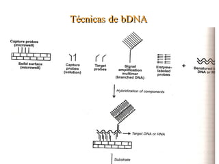 Centrifugar a velocidad máxima durante 3 minutos.  
