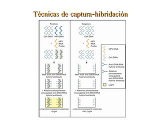 Mantener 1 minuto a temperatura ambiente y centrifugar 1 a 6000 g.  