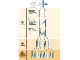 Formatos de reacción empleados: fase líquida, fase sólida, in situ 