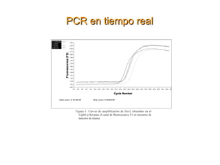 Más usado para confirmación de cultivo de micobacterias y hongos dimórficos. 