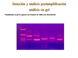 Detección por Sondas de hibridación Sondas de ácido nucleico peptídico (PNA, peptide nucleic acid) Similares aDNA pero el esqueleto de fosfato es remplezado por esqueleto peptídico.  A causa de que no están cargadas no tienen que sobrepasar la repulsión electrostática que existe entre dos cadenas de DNA hibridadas.  