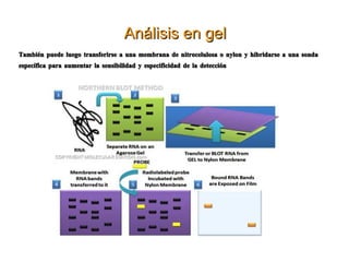 Por ello la sonda de PNA se une más rapidamente y con más fuerza y por su caracter hidrofóbico son más útiles en hibridación in situ al penetrar las membranas. Utilizadas para detección directa de bacterias desde el frasco de hemocultivos y de Mycobacterium tuberculosis de baciloscopias positivas. 