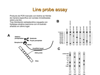 Ctcas: Tienen una sensibilidad única en el laboratorio de medicina 