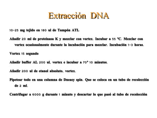 Extracción DNA 10-25 mg tejido en 180 ul de Tampón ATL 