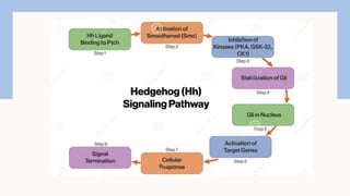 Comprehensive Overview of Sonic Hedgehog Signaling Pathway in Embryonic ...