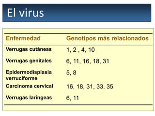 El virus
Enfermedad Genotipos más relacionados
Verrugas cutáneas 1, 2 , 4, 10
Verrugas genitales 6, 11, 16, 18, 31
Epidermodisplasia
verruciforme
5, 8
Carcinoma cervical 16, 18, 31, 33, 35
Verrugas laríngeas 6, 11
 