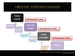 Cérvix
normal • 60% Regresión 2-3 años
Infección
latente • 15% Progresión 3-4 años
Lesión
premaligna •30-70% Progresión 10 años
Cáncer
Depuración
Infección
Progresión
Depuración
Invasión
Dallenbach-Hellweg G. Doeberitz M. Histopathology of the cervix uteri. 2a ed. 2006.
Crosbie E, et al. Lancet. 2013.
 