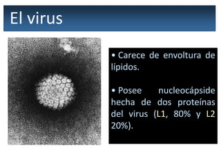 • Carece de envoltura de
lípidos.
• Posee nucleocápside
hecha de dos proteínas
del virus (L1, 80% y L2
20%).
Virión: 55 nm
El virus
 