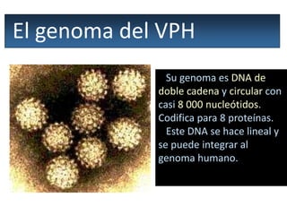 El genoma del VPH
Su genoma es DNA de
doble cadena y circular con
casi 8 000 nucleótidos.
Codifica para 8 proteínas.
Este DNA se hace lineal y
se puede integrar al
genoma humano.
 