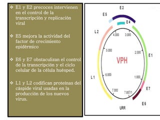  E1 y E2 precoces intervienen
en el control de la
transcripción y replicación
viral
 E5 mejora la actividad del
factor de crecimiento
epidérmico
 E6 y E7 obstaculizan el control
de la transcripción y el ciclo
celular de la célula huésped.
 L1 y L2 codifican proteínas del
cáspide viral usadas en la
producción de los nuevos
virus.
 